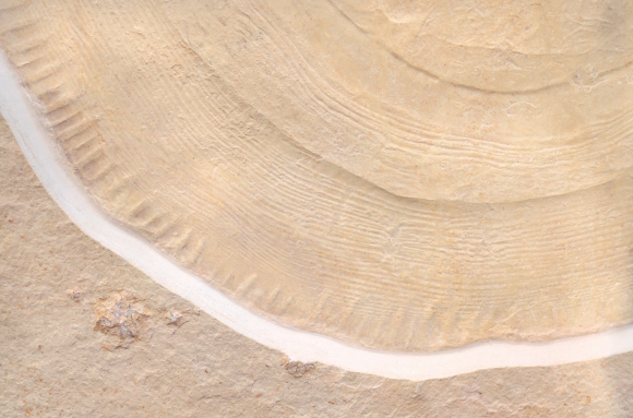 Méduse fossile (détail de l'ombrelle)